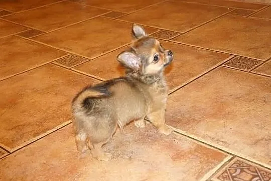 Chihuahua Długowłosa