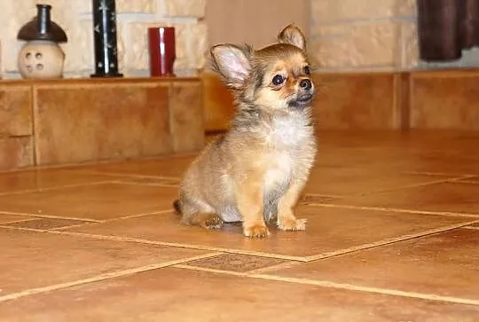 Chihuahua Długowłosa