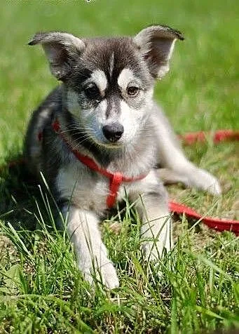 Rita - szczeniak w typie husky czeka na kochającą