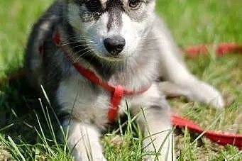 Rita - szczeniak w typie husky czeka na kochającą 