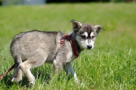 Rita - szczeniak w typie husky czeka na kochającą 