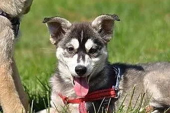Rita - szczeniak w typie husky czeka na kochającą 