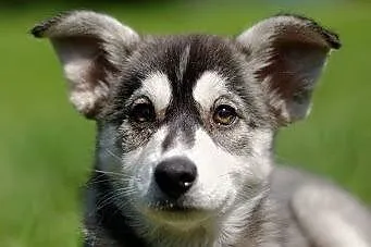Rita - szczeniak w typie husky czeka na kochającą 