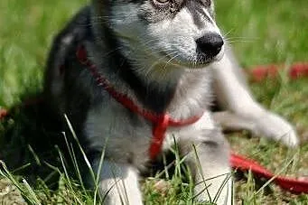 Rita - szczeniak w typie husky czeka na kochającą 