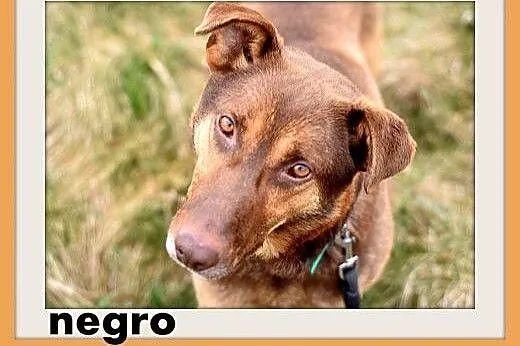 NEGRO duży,spokojny,łagodny,czekoladowy pies.ADOPCJA,  dolnośląskie Wrocław