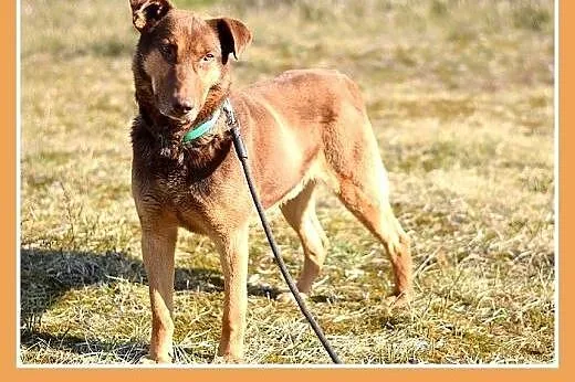 NEGRO duży,spokojny,łagodny,czekoladowy pies.ADOPC