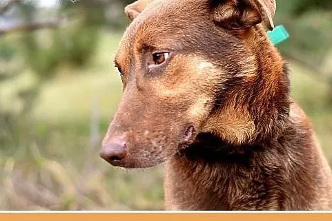 NEGRO duży,spokojny,łagodny,czekoladowy pies.ADOPC