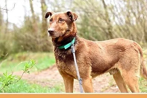 NEGRO duży,spokojny,łagodny,czekoladowy pies.ADOPC