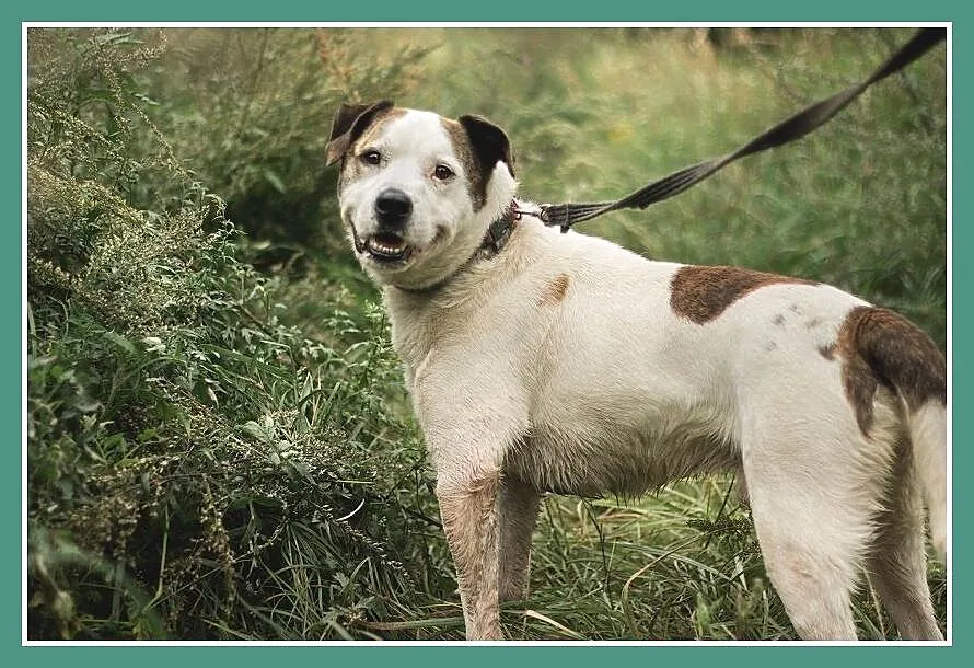 Amstaff mix dla doświadczonych,kontaktowy pies ALB