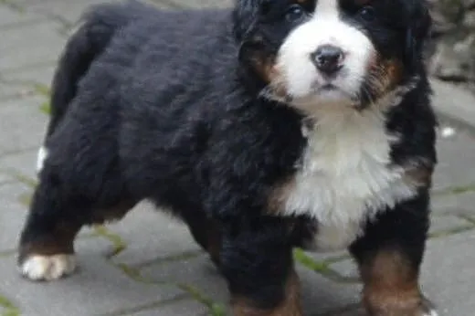 Berneński Pies Pasterski-szczenięta ZKwP,  śląskie