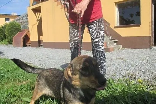 Perełka jeszcze nie wierzy ze człowiek ją opuścił,  małopolskie Kraków