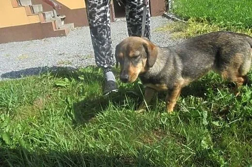 Perełka jeszcze nie wierzy ze człowiek ją opuścił,