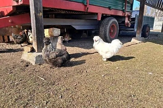Kogutki w typie silki, Podkarpackie, Ożanna