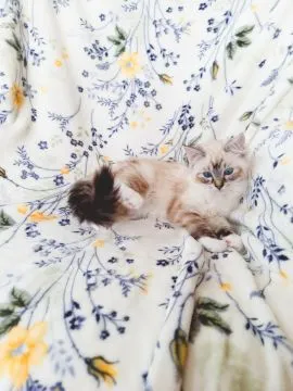 Kotka Rasy Ragdoll Rodowód Linia Championów Badania HCM PKD RDAC Kocięta Kotki, , Kraków