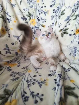 Kotka Rasy Ragdoll Rodowód Linia Championów Badania HCM PKD RDAC Kocięta Kotki, , Kraków