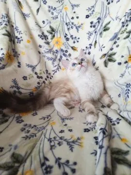 Kotka Rasy Ragdoll Rodowód Linia Championów Badania HCM PKD RDAC Kocięta Kotki, , Kraków