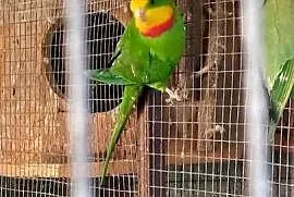 Barabandy