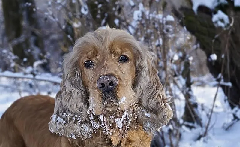 Spajk – uroczy spaniel do pokochania od zaraz i na