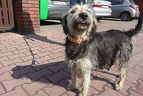 Mega pozytywna, kompaktowa GRAPPA do adopcji, maz