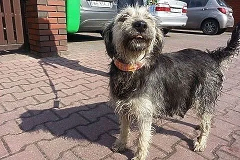 Mega pozytywna, kompaktowa GRAPPA do adopcji,  maz