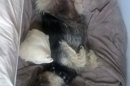 Mega pozytywna, kompaktowa GRAPPA do adopcji,  maz