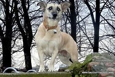 Fiona czas na nowe życie,  Kundelki cała Polska