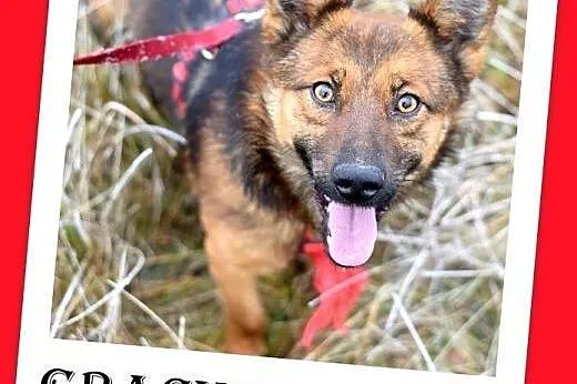 8kg,mały,wesoły,łagodny piesek GRACUCH.Adopcja,  małopolskie Kraków