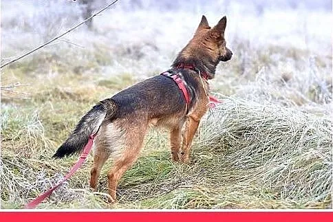 8kg,mały,wesoły,łagodny piesek GRACUCH.Adopcja,  m