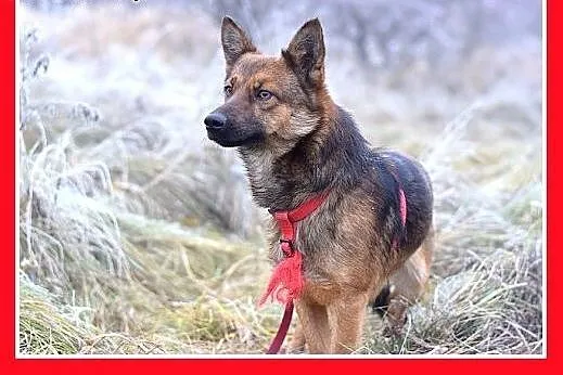 8kg,mały,wesoły,łagodny piesek GRACUCH.Adopcja,  m