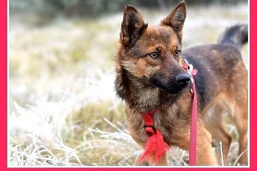 8kg,mały,wesoły,łagodny piesek GRACUCH.Adopcja,  m