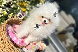 Cudowny piesek pomeran xs Herkules boy