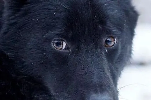 Blacky, młodziutki, przerażony schroniskiem, uratuj go!,  Kundelki cała Polska