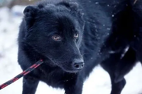 Blacky, młodziutki, przerażony schroniskiem, uratu