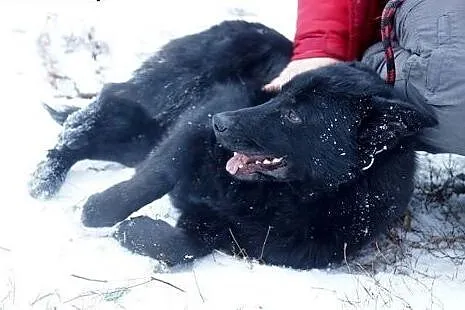 Blacky, młodziutki, przerażony schroniskiem, uratu