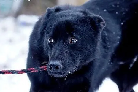 Blacky, młodziutki, przerażony schroniskiem, uratu