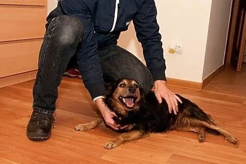 Czy Borys ma szansę na dom?,  dolnośląskie Jelenia