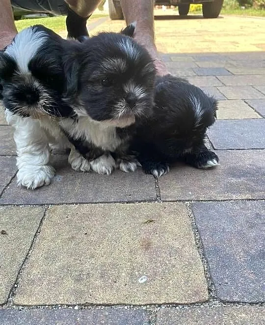 szczeniaczki shih tzu, Lubelskie, Brody Duże