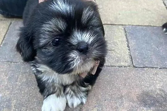 szczeniaczki shih tzu, Lubelskie, Brody Duże