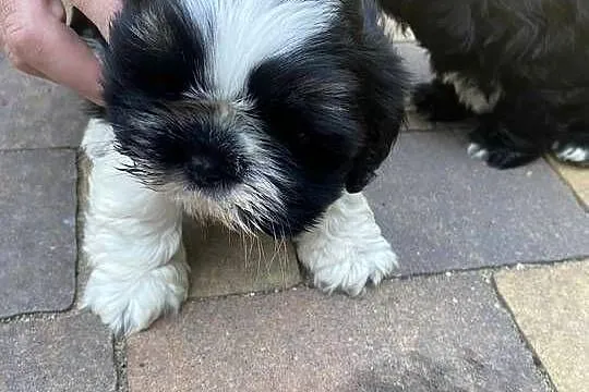 szczeniaczki shih tzu, Lubelskie, Brody Duże