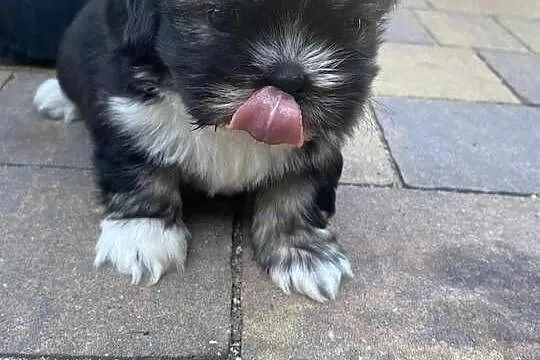 szczeniaczki shih tzu, Lubelskie, Brody Duże