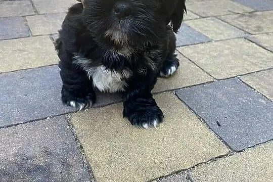 szczeniaczki shih tzu, Lubelskie, Brody Duże