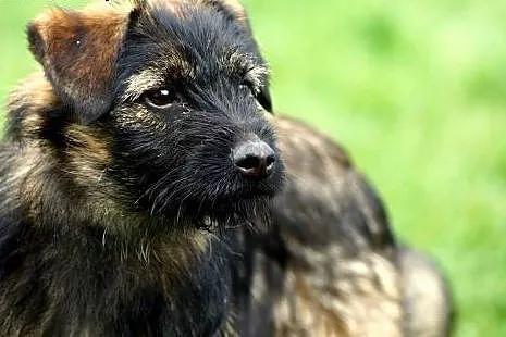 Nana wesoły szczeniak szuka domu!,  Kundelki cała 