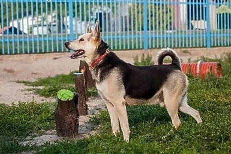 Chudy - 5-letni, wierny, mądry i łagodny pies szuk