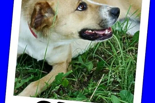 Suczka 15 kg,kontaktowa,towarzyska,przytulaśna ORA_Adopcja_