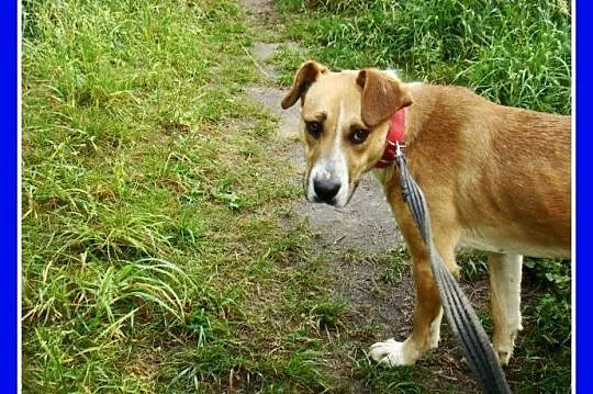 Suczka 15 kg,kontaktowa,towarzyska,przytulaśna ORA