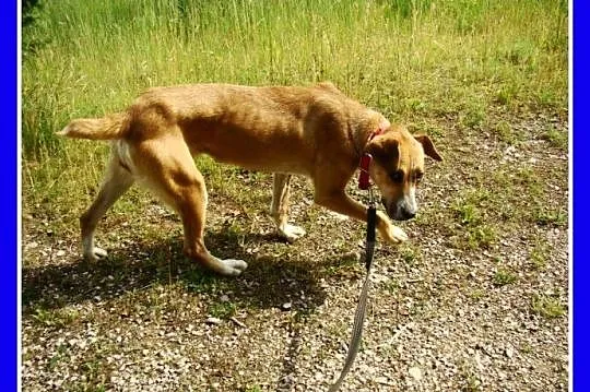 Suczka 15 kg,kontaktowa,towarzyska,przytulaśna ORA