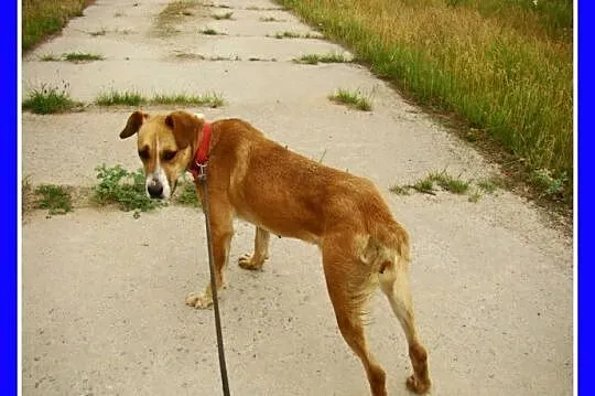 Suczka 15 kg,kontaktowa,towarzyska,przytulaśna ORA