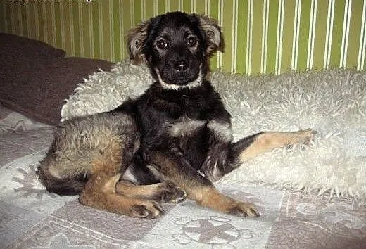 TINA-sunia 4-5 miesieczna,zaszczepiona,adopcja!!,