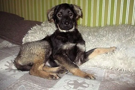 TINA-sunia 4-5 miesieczna,zaszczepiona,adopcja!!, 