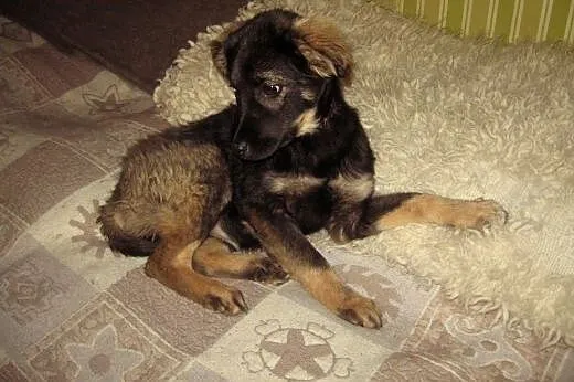 TINA-sunia 4-5 miesieczna,zaszczepiona,adopcja!!, 